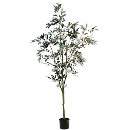 Potted Olea Olive Tree - 1.8m
