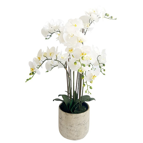 Potted Phalaenopsis Orchid 80cm