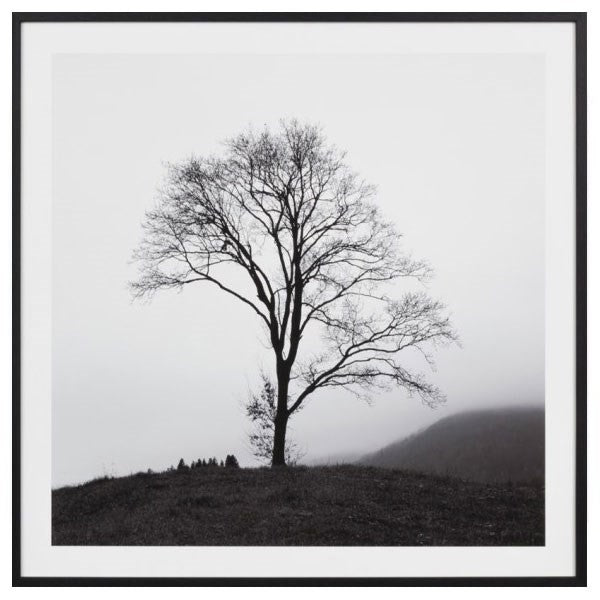 Photographic Framed Lone Misty Tree