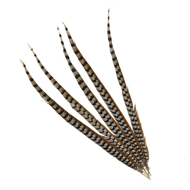 Pheasant Feathers - Set of 5