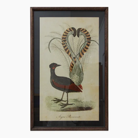 Pheasant and Lyre Bird Wall Art - Set of 2