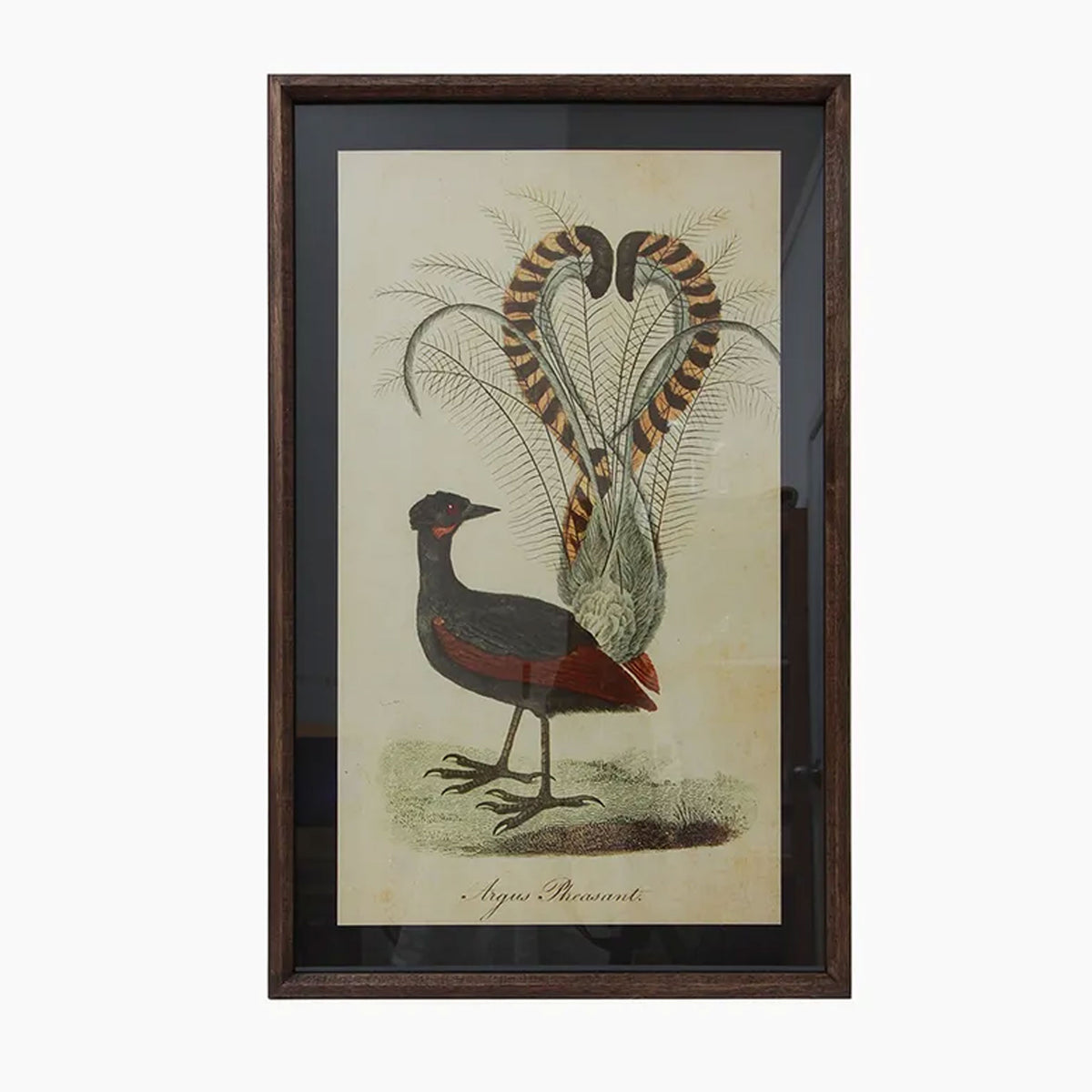 Framed artwork of a bird with a large feathered structure on a white background