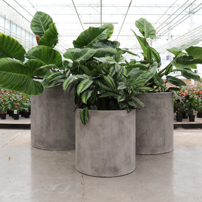 Mikonui Cement Outdoor Planter - Large
