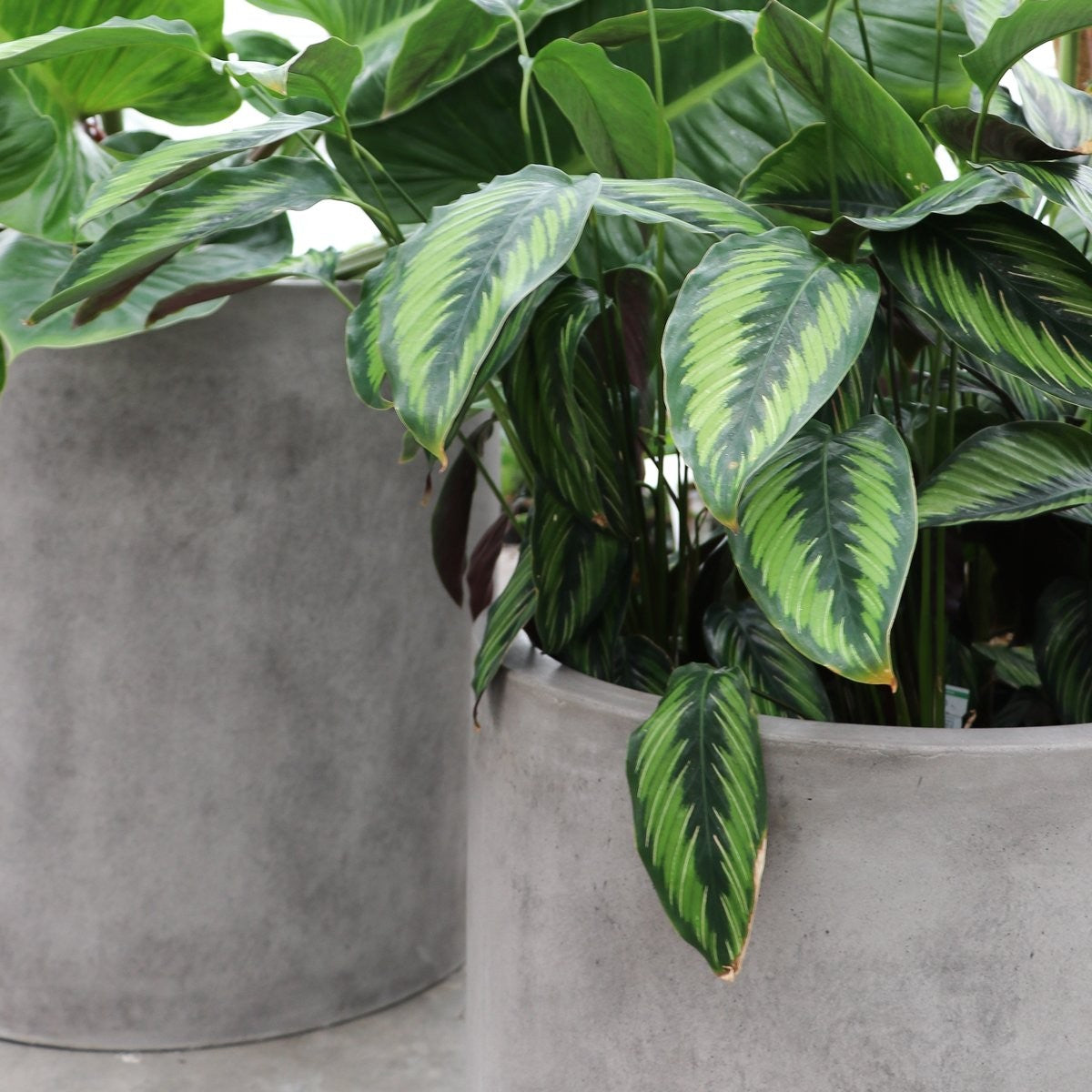 Mikonui Cement Outdoor Planter - Medium