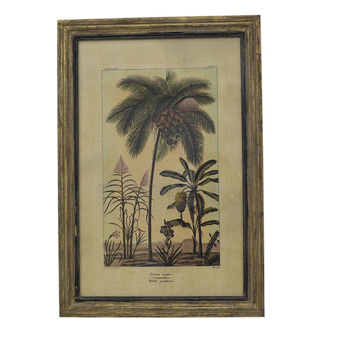 Botanical Print Wall Art - Banana Palm Tree