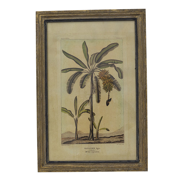 Botanical Print Wall Art - Banana Palm Tree