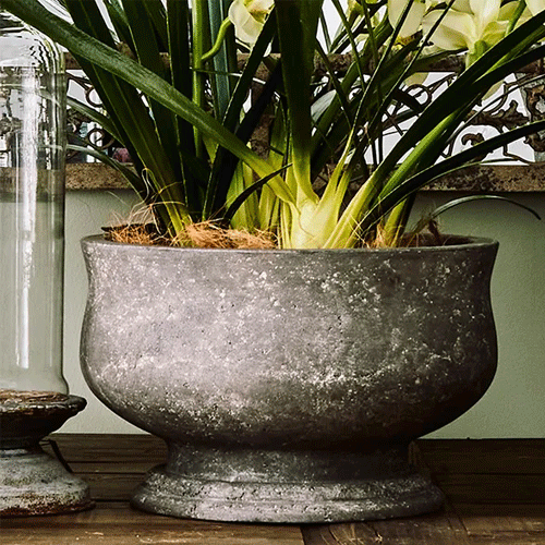 Orchid Pot - Large